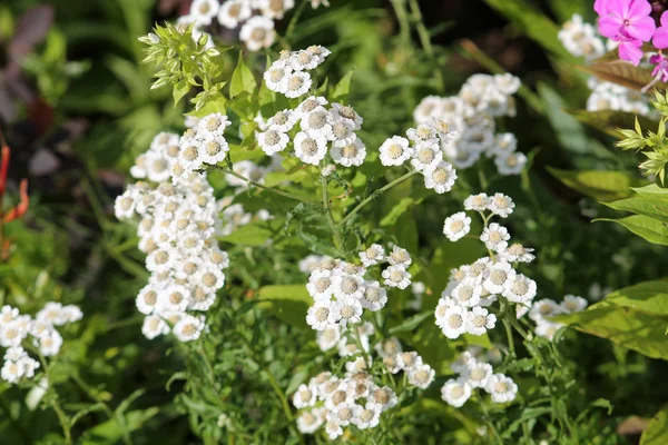 Fehér Virágok Achillea Ptarmica Vagy Európai Pellitory Kertben — Stock Fotó