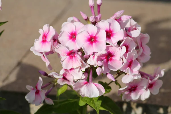 フロックス シュッコンカスミソウまたは多年生庭の芝桜のピンクの花 — ストック写真