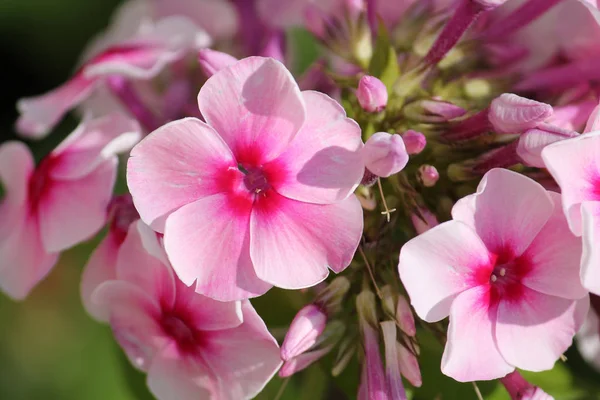 フロックス シュッコンカスミソウまたは多年生庭の芝桜のピンクの花 — ストック写真