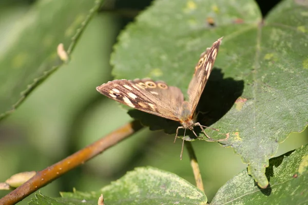 Mariposa Madera Salpicada Pararge Aegeria Sobre Hoja Verde —  Fotos de Stock