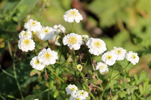 Белые Двойные Цветы Achillea Ptarmica Европейского Пеллария Саду — стоковое фото