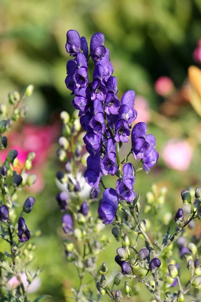 Bilinen Veya Aconitum Napellus Bahçede Mavi Çiçekli Çiçekli — Stok fotoğraf