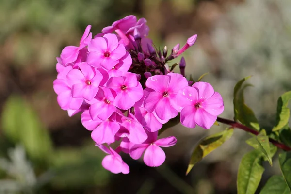 Розовые Цветы Phlox Paniculata Многолетний Садовый Флокс Стоковое Фото