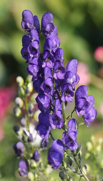 Цветущие Аконит Aconitum Napellus Голубыми Цветами Саду Стоковое Изображение