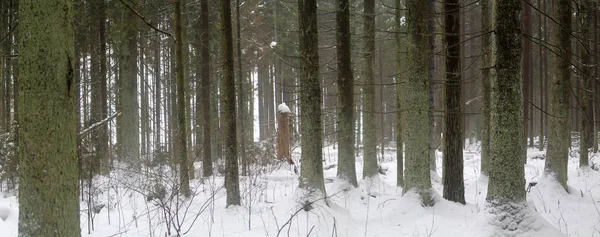 Krajina Sníh Zima Bělorusko Příroda Les Únor Zataženo Den Smrk Stock Obrázky