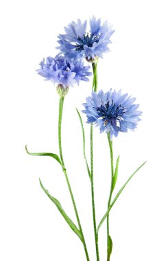 Grup knapweed beyaz arka plan üzerinde izole mavi çiçek