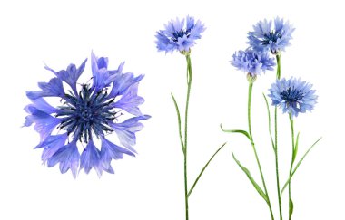 Beyaz arka plan üzerinde izole knapweed mavi çiçek kümesi