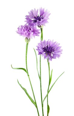 Grup knapweed beyaz arka plan üzerinde izole mor çiçekler