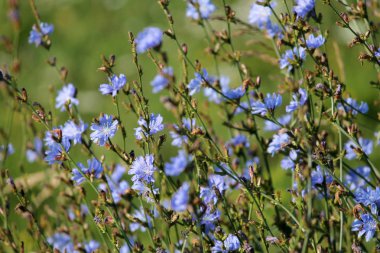 Vahşi ortak hindiba (Cichorium intybus) yeşil çayır, Beyaz Rusya içinde parlak mavi çiçekler