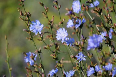 Vahşi ortak hindiba (Cichorium intybus) yeşil çayır, Beyaz Rusya içinde parlak mavi çiçekler
