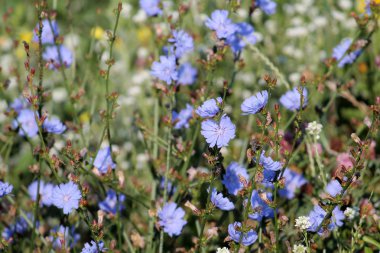 Vahşi ortak hindiba (Cichorium intybus) yeşil çayır, Beyaz Rusya içinde parlak mavi çiçekler