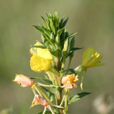Akşam çuha çiçeği yakın