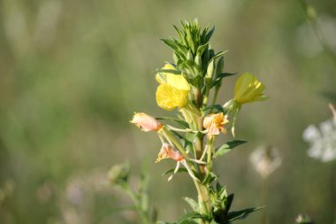 Akşam çuha çiçeği yakın