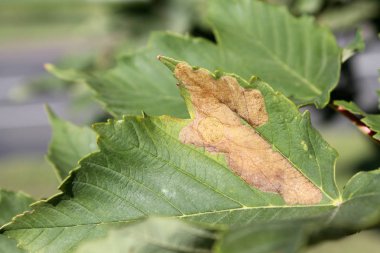 Çınar akçaağaç (Acer pseudoplatanus) yeşil yaprak ile benim Sawfly leafminer (Heterarthrus sp.), Beyaz Rusya