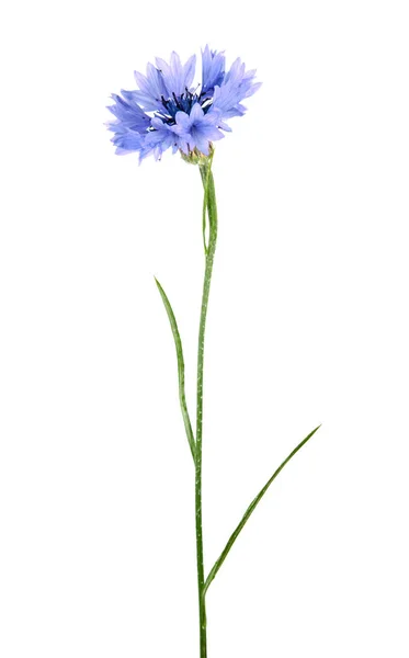 Синий Цветок Сорняков Изолирован Белом Фоне — стоковое фото