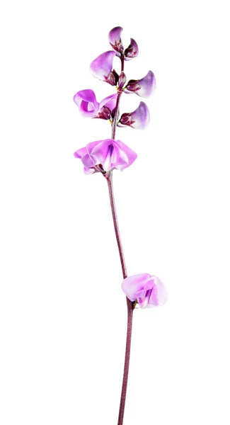 Violette Blüten Von Lablab Purpureus Oder Hyazinthenbohne Isoliert Auf Weißem — Stockfoto