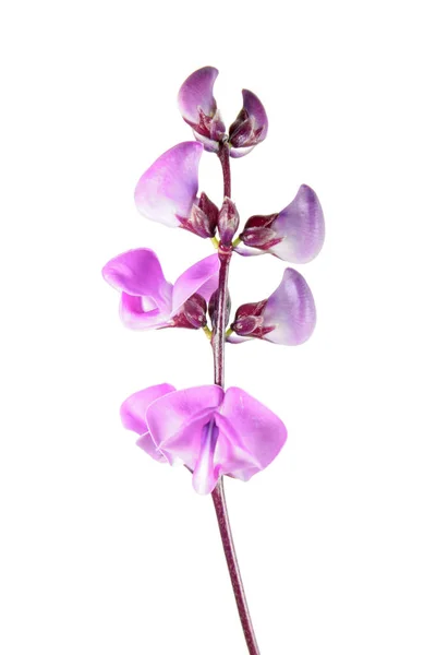 Fiori Viola Lablab Purpureus Fagiolo Giacinto Isolato Sfondo Bianco — Foto Stock