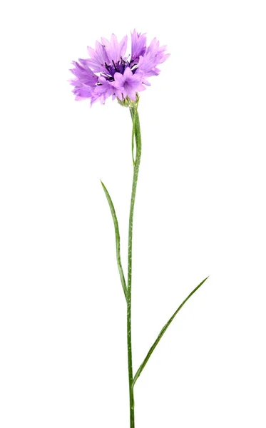 Фиолетовый Цветок Сорняков Изолирован Белом Фоне — стоковое фото