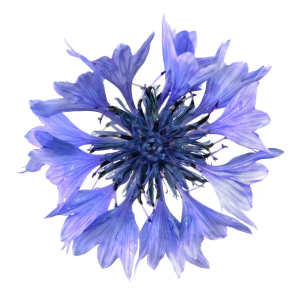 Modrý Květ Izolované Bílém Pozadí Royalty Free Stock Fotografie