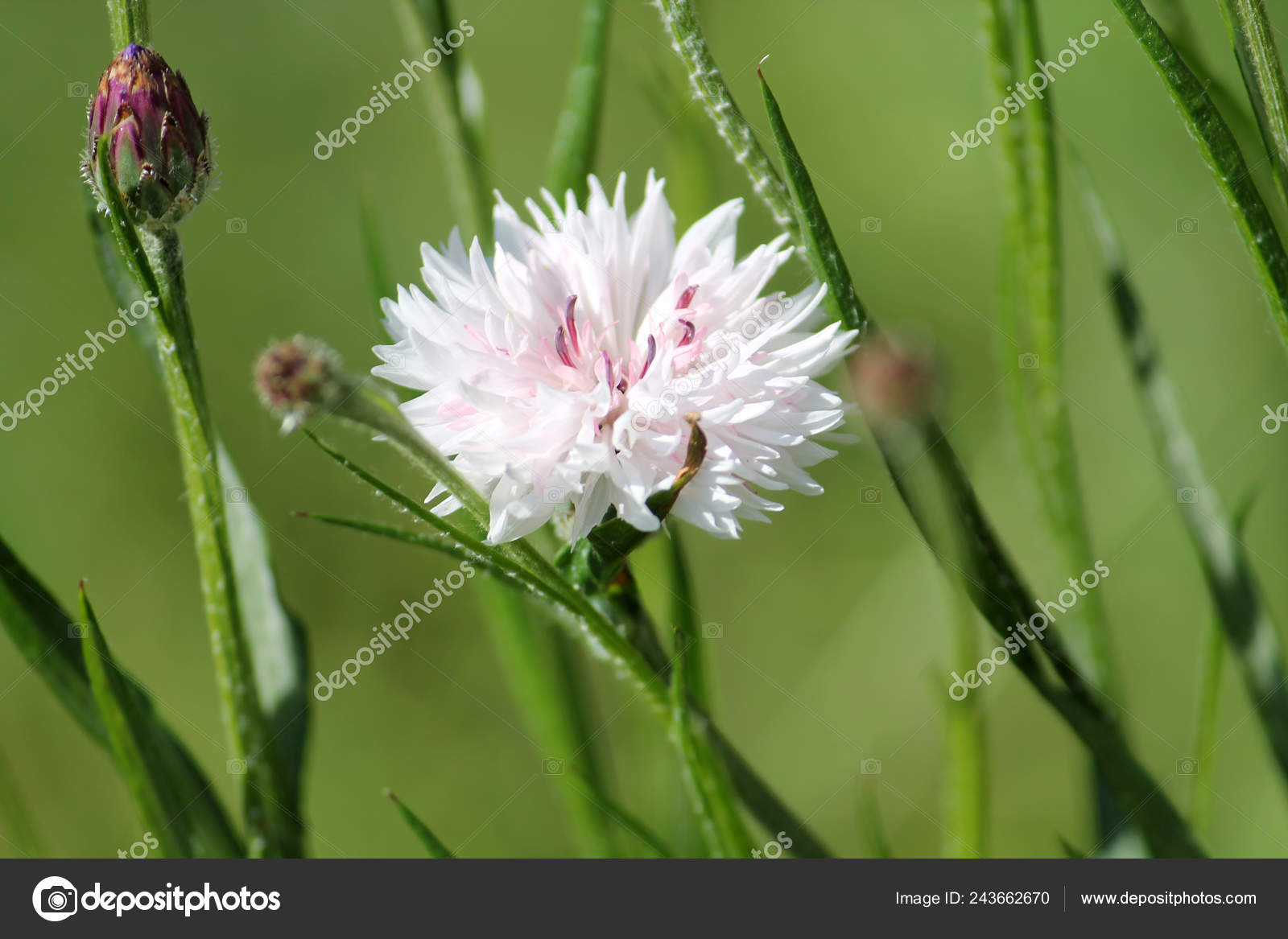 Weisse Gefullte Blute Der Flockenblume Garten Stockfoto