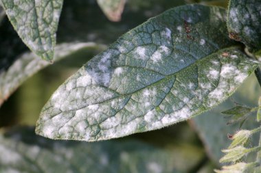 Külleme dikenli Karakafes veya Symphytum asperum yeşil yaprak üzerinde Golovinomyces asperifoliorum kaynaklanan küf