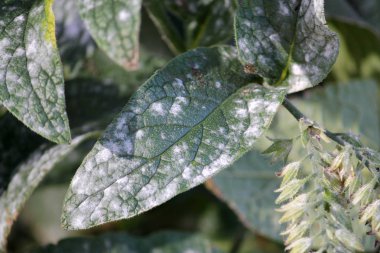 Külleme dikenli Karakafes veya Symphytum asperum yeşil yaprak üzerinde Golovinomyces asperifoliorum kaynaklanan küf