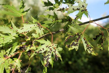 Siyah galls akçaağaç mesane-safra mite veya Vasates quadripedes gümüş akçaağaç (Acer saccharinum) yeşillik üzerinde neden