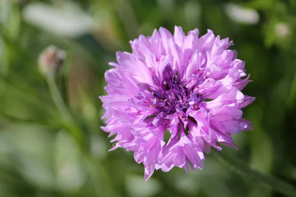 Fioletowy Kwiat Podwójny Knapweed Ogrodzie — Zdjęcie stockowe