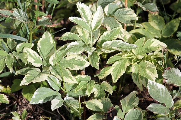 Goutweed Variegata Aegopodium Podagraria의 — 스톡 사진