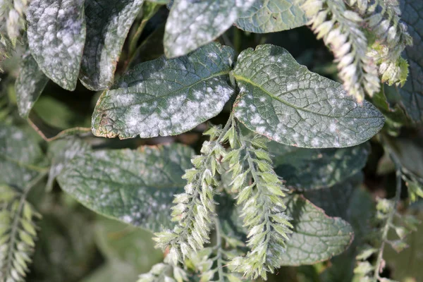 Powdery mildew caused by Golovinomyces asperifoliorum on green leaves of Prickly comfrey or Symphytum asperum — Stock Image Powdery Mildew Caused Golovinomyces Asperifoliorum Green Leaves Prickly Comfrey Symphytum Stock Picture