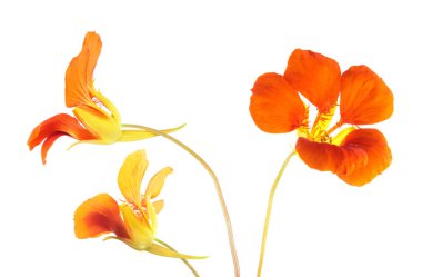 Beyaz arka plan üzerinde izole Tropaeolum majus veya Bahçe nasturtium üç parlak turuncu çiçekler