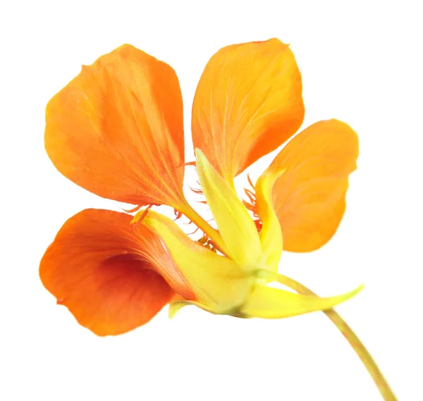 Ярко Оранжевый Цветок Tropaeolum Majus Садовый Настурций Изолирован Белом Фоне — стоковое фото