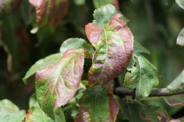 Elma ağacı Cacopsylla mali (eşanlamlı Psylla mali) veya Apple enayi tarafından hasarlı bırakır. Yeşillik kahverengi lekeler ile