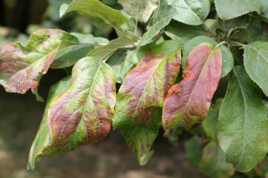 Elma ağacı Cacopsylla mali (eşanlamlı Psylla mali) veya Apple enayi tarafından hasarlı bırakır. Yeşillik kahverengi lekeler ile