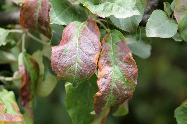 Feuilles Pommier Endommagées Par Cacopsylla Mali Syn Psylla Mali Apple — Photo