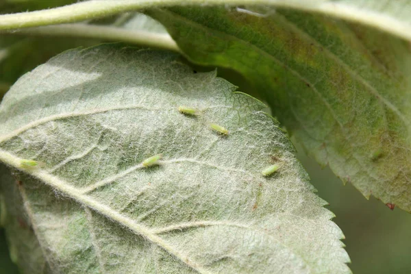 Adult Cacopsylla Mali Syn Psylla Mali Apple Sucker Green Leaf — Stock Photo, Image