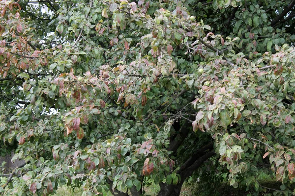 Apple Korony Drzewa Liśćmi Uszkodzone Przez Mali Cacopsylla Syn Psylla — Zdjęcie stockowe
