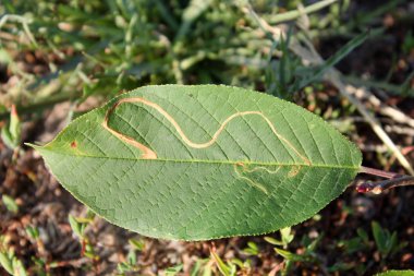 Benim kuş kiraz veya hackberry (Prunus padus yeşil yaprak üzerinde kiraz clerkella (elma yaprak-madenci))