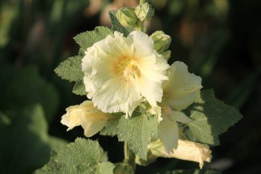 Sarı çiçek bahçesinde ortak gülhatmi (Alcea rosea)