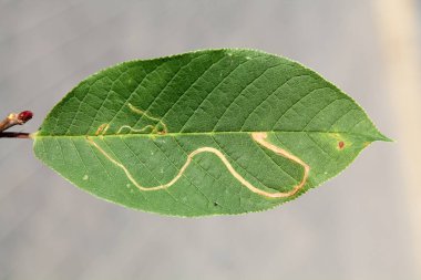Benim kuş kiraz veya hackberry (Prunus padus yeşil yaprak üzerinde kiraz clerkella (elma yaprak-madenci))