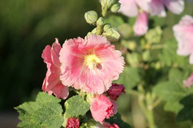 Bahçedeki güllerin pembe çiçekleri (Alcea rosea)