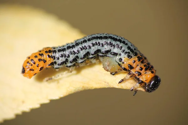 Larva Nematus Salicis Grande Salgueiro Serapilheira — Fotografia de Stock