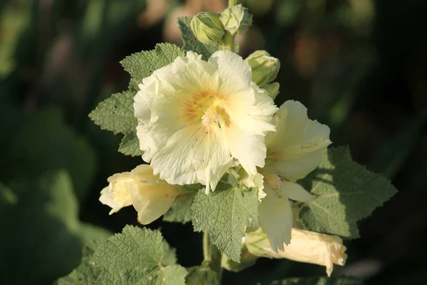 ホリホック アレセア バラ色 庭の黄色の花 — ストック写真