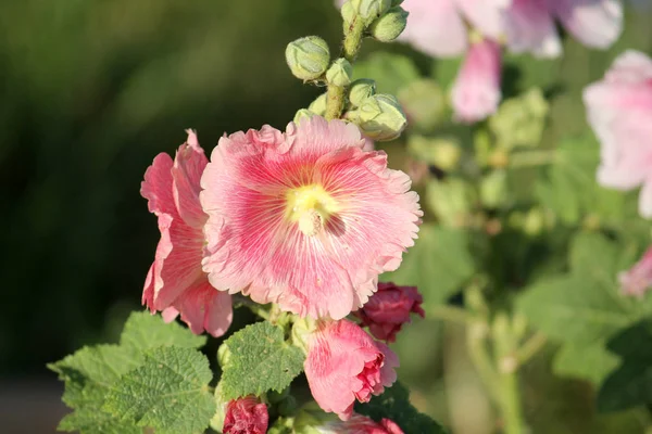 Flor Rosa Hollyhock Comum Alcea Rosea Jardim — Fotografia de Stock