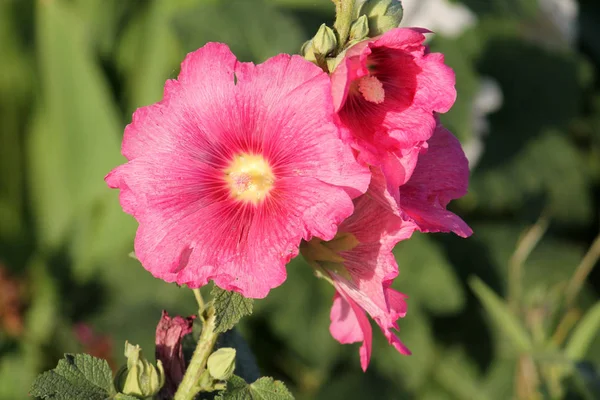 Розовый Цветок Обыкновенного Холлихока Alcea Rosea Саду — стоковое фото