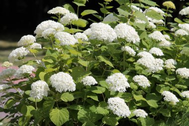 Ortanca arborescens veya beyaz çiçek ve Bahçe yeşil yaprakları ile pürüzsüz ortanca. Çiçekli bitki genel görünümü