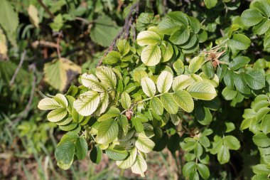 Green foliage of beach rose (Rosa rugosa) with chlorosis clipart