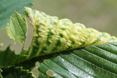 Karaağaç-frenk üzümü yaprak biti (Eriosoma ulmi) karaağaç glabra veya Wych elm yeşil yaprak üzerinde safrası