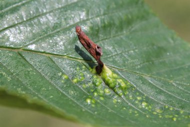 Safra Elm-çim yaprak biti veya Elm çuval safra bit (Tetraneura ulmi) karaağaç glabra veya Wych elm yaprak yeşil