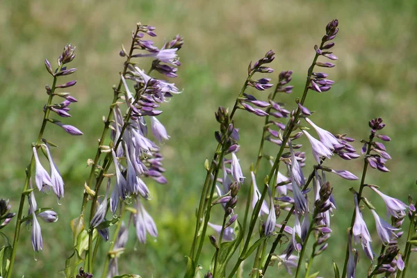 Květiny Hosta Nebo Jitrocel Lily Zahradě — Stock fotografie